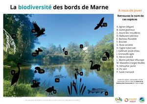 La biodiversité des bords de Marne